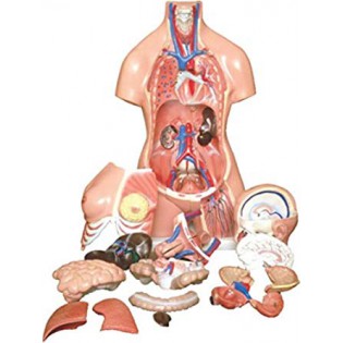 Wellton Healthcare 85cm Unisex Torso 23 parts Medical Models Wellton Healthcare 85cm Unisex Torso 23 parts Medical Models