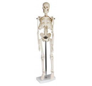 Wellton Healthcare Mini Skeleton Medical Model