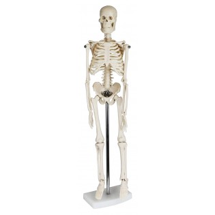 Wellton Healthcare Mini Skeleton Medical Model Wellton Healthcare Mini Skeleton Medical Model