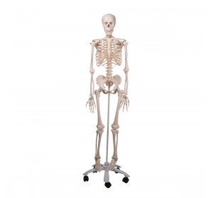 Wellton Healthcare Skeleton with Stand Medical Models