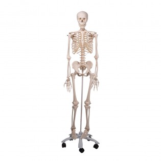 Wellton Healthcare Skeleton with Stand Medical Models Wellton Healthcare Skeleton with Stand Medical Models