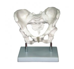 Wellton Healthcare Adult Male Pelvis Medical Models