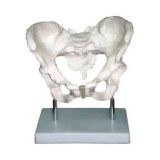 Wellton Healthcare Adult Female Pelvis Medical Models Wellton Healthcare Adult Female Pelvis Medical Models