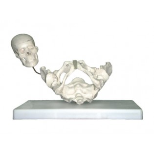 Wellton Healthcare Birth Demonstration Medical Models