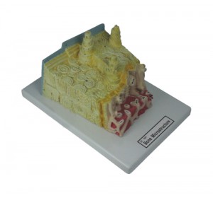 Wellton Healthcare Bone Microstructure Medical Models