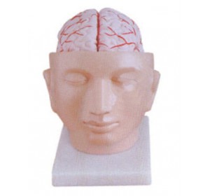 Wellton Healthcare Brain With Arteries on Head Medical Models