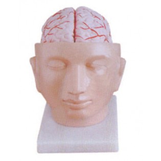 Wellton Healthcare Brain With Arteries on Head Medical Models