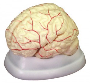 Wellton Healthcare Brain with Arteries Medical Models