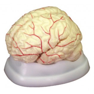 Wellton Healthcare Brain with Arteries Medical Models