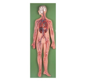 Wellton Healthcare Circulatory System Medical Models 