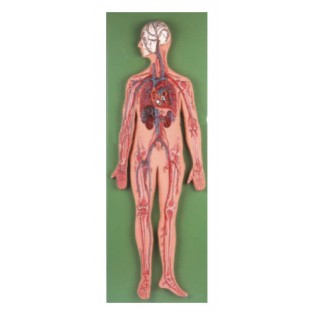 Wellton Healthcare Circulatory System Medical Models 