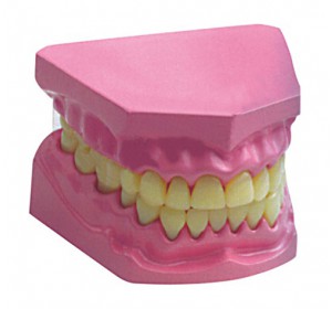 Wellton Healthcare Dental Small Medical Models