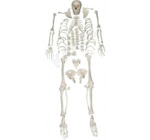 Wellton Healthcare Disarticulated Skeleton Medical Models