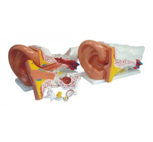 Wellton Healthcare Ear Model New Style Giant size Medical Models