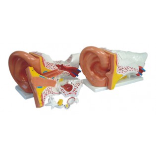 Wellton Healthcare Ear Model New Style Giant size Medical Models