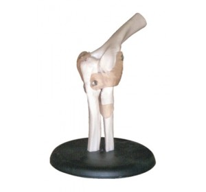 Wellton Healthcare Elbow Joint Medical Models