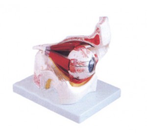 Wellton Healthcare Eye with Orbit Medical Models