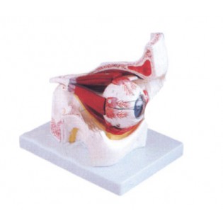 Wellton Healthcare Eye with Orbit Medical Models