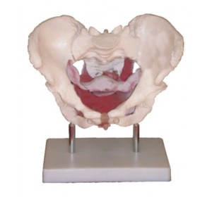 Wellton Healthcare Female Pelvic Muscles and Organs Medical Models