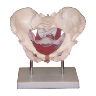 Wellton Healthcare Female Pelvic Muscles and Organs Medical Models