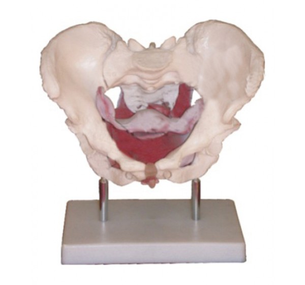 Female Pelvic Muscles and Organs Medical Models