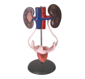 Wellton Healthcare Female Urogenital System Medical Models