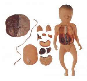 Wellton Healthcare Fetus with Viscera and Placenta Medical Models