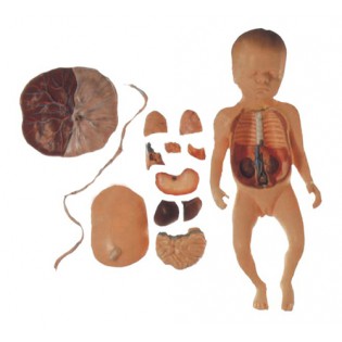 Wellton Healthcare Fetus with Viscera and Placenta Medical Models Wellton Healthcare Fetus with Viscera and Placenta Medical Models