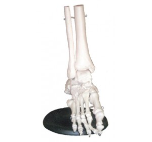 Wellton Healthcare Foot Joint Medical Models