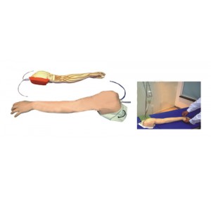 Wellton Healthcare Full-functional Vein Injection Arm Medical Models