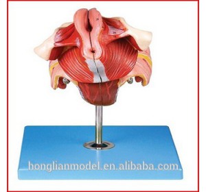 Wellton Healthcare Female Genital Organs Medical Models