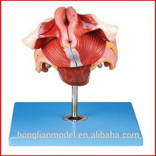 Wellton Healthcare Female Genital Organs Medical Models
