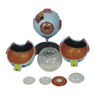 Wellton Healthcare Giant Eye Medical Models