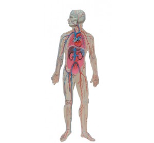 Wellton Healthcare Human Circulatory System Medical Models