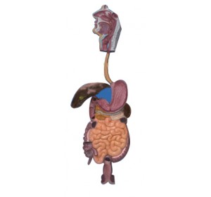 Wellton Healthcare Human Digestive System Medical Models