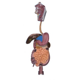 Wellton Healthcare Human Digestive System Medical Models