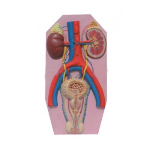 Wellton Healthcare Human Excretory System Medical Models