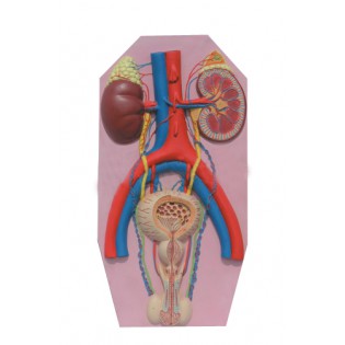 Wellton Healthcare Human Excretory System Medical Models