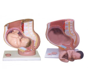 Wellton Healthcare Human Female Pelvis Section Medical Models