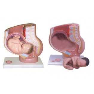 Wellton Healthcare Human Female Pelvis Section Medical Models