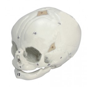 Wellton Healthcare Human Fetal Skull Medical Models