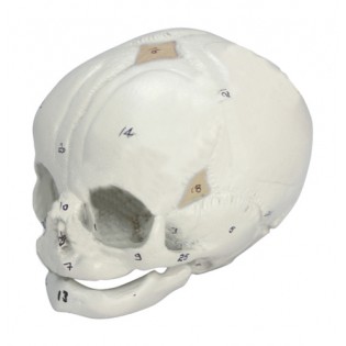 Wellton Healthcare Human Fetal Skull Medical Models