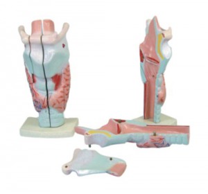 Wellton Healthcare Human Larynx Magnified Medical Models