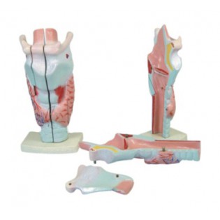 Wellton Healthcare Human Larynx Magnified Medical Models