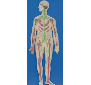 Wellton Healthcare Human Nervous System Medical Models