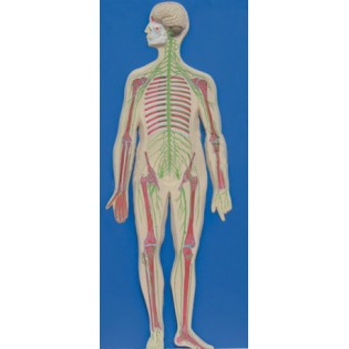 Wellton Healthcare Human Nervous System Medical Models