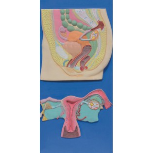 Wellton Healthcare Human Reproductive System Female Medical Models