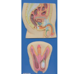 Wellton Healthcare Human Reproductive System Male Medical Models