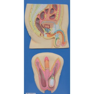 Wellton Healthcare Human Reproductive System Male Medical Models