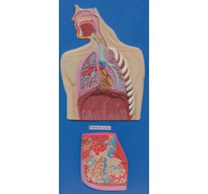 Wellton Healthcare Human Respiratory System Medical Models